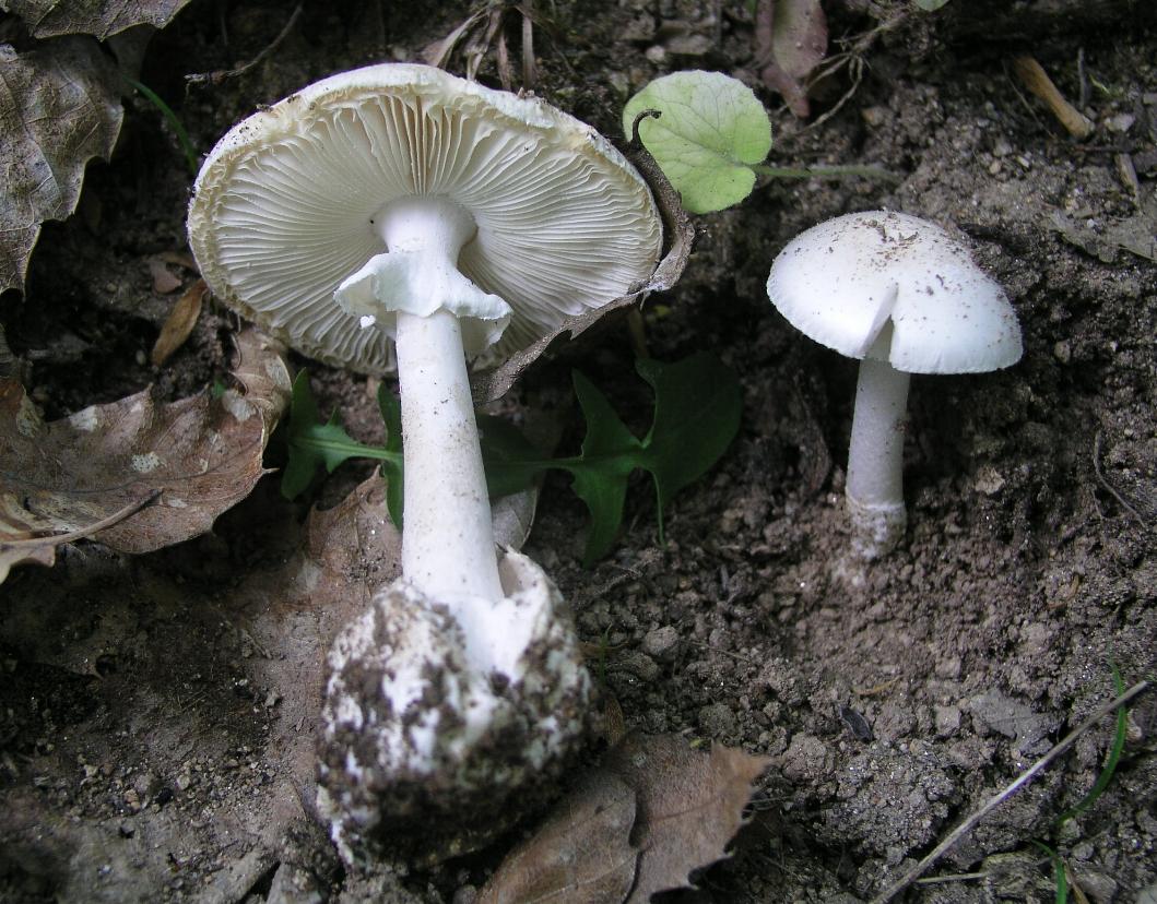 Amanita verna  05.05.07